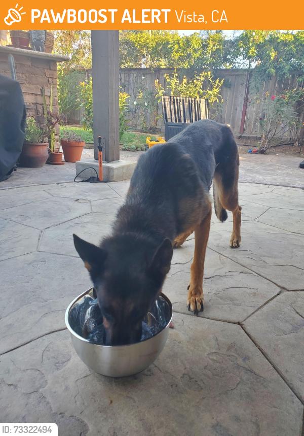 Found/Stray Female Dog last seen Vista way, Vista, CA 92084