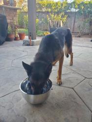 Found/Stray Female Dog last seen Vista way, Vista, CA 92084