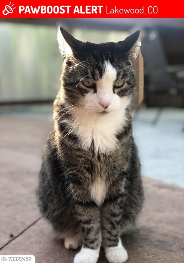 Lost Male Cat last seen Mississippi and Kipling, Lakewood, CO 80232