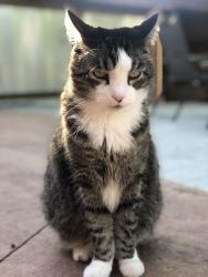 Lost Male Cat last seen Mississippi and Kipling, Lakewood, CO 80232