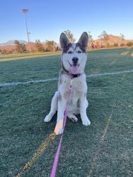 Reunited Female Dog last seen Palm and Esplanade, Hemet, CA 92543