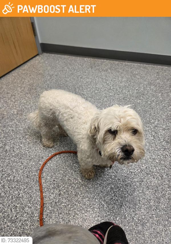 Found/Stray Male Dog last seen Constitution and Marksheffel, Colorado Springs, CO 80915