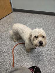 Found/Stray Male Dog last seen Constitution and Marksheffel, Colorado Springs, CO 80915