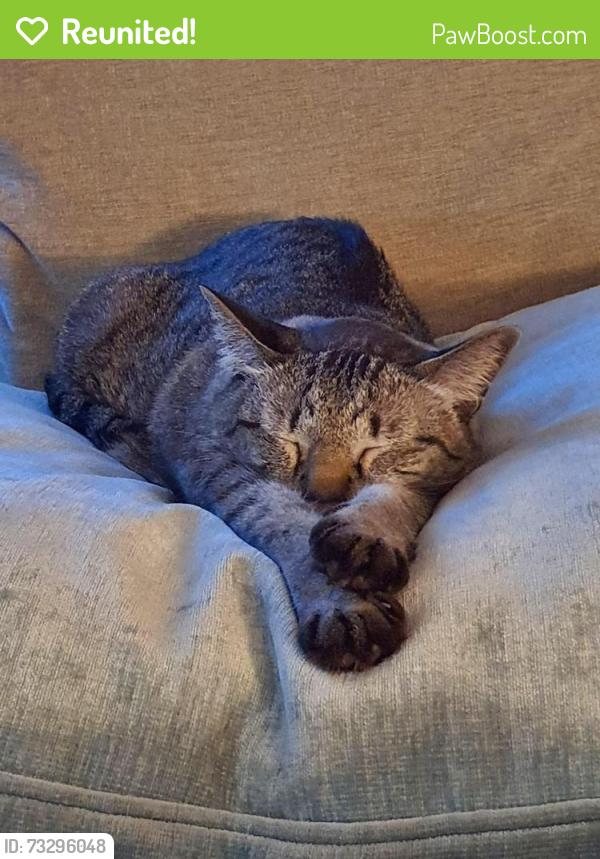Reunited Female Cat last seen Porters Neck, Wilmington, NC 28411