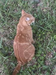 Reunited Male Cat last seen Parkside Drive (Northbrook) in Ormond Beach, Ormond Beach, FL 32174