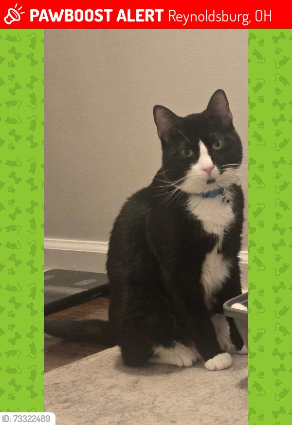 Lost Male Cat last seen Candlish and Amberwant, Reynoldsburg, OH 43068