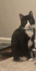 Lost Male Cat last seen Candlish and Amberwant, Reynoldsburg, OH 43068