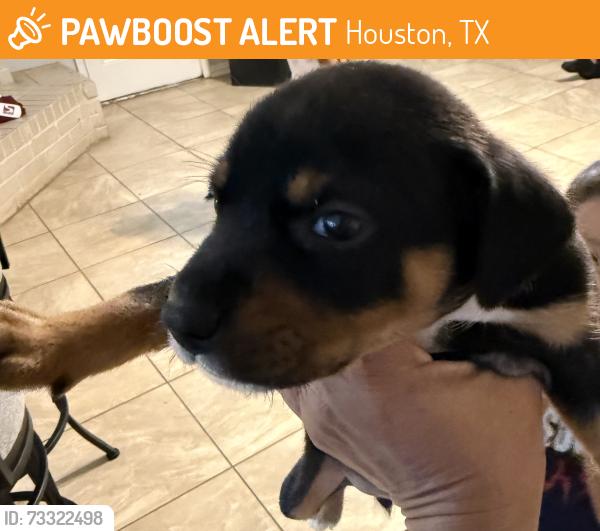 Found/Stray Male Dog last seen Dew mist ln, Houston, TX 77095