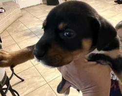 Found/Stray Male Dog last seen Dew mist ln, Houston, TX 77095