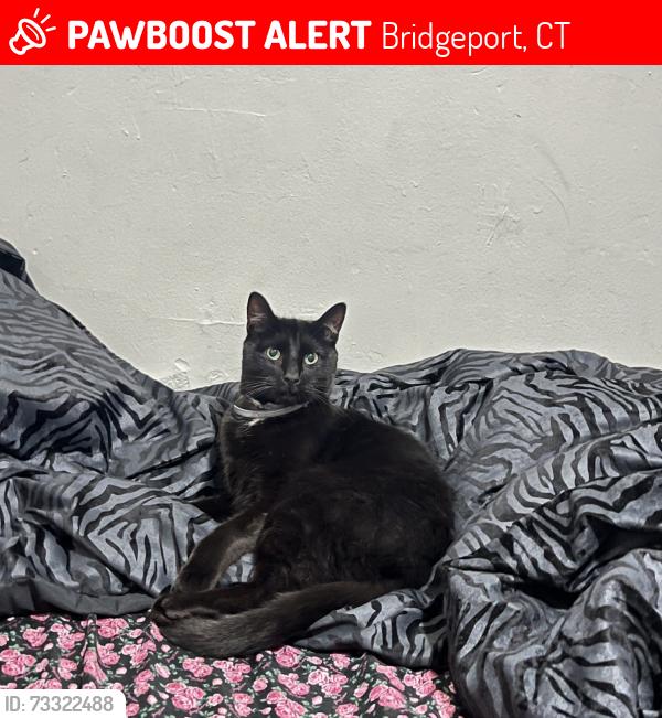 Lost Male Cat last seen valley ave, Bridgeport, CT 06606