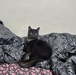 Lost Male Cat last seen valley ave, Bridgeport, CT 06606