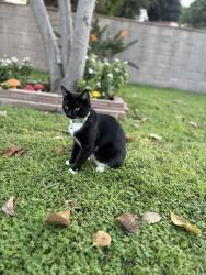 Reunited Female Cat last seen Cecilia st., Downey, CA 90241