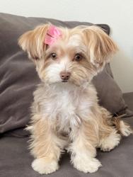 Lost Female Dog last seen Langenbeck Park, Huntington Beach, CA 92646