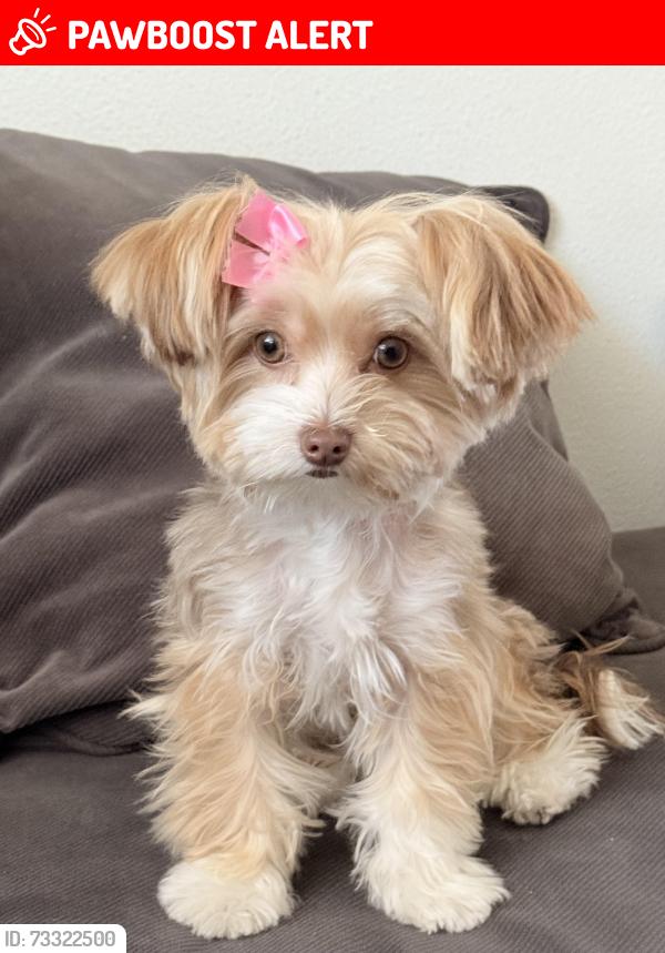Lost Female Dog last seen Langenbeck Park, Huntington Beach, CA 92646