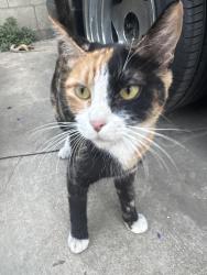 Found/Stray Female Cat last seen solano avenue, Los Angeles, CA 90012