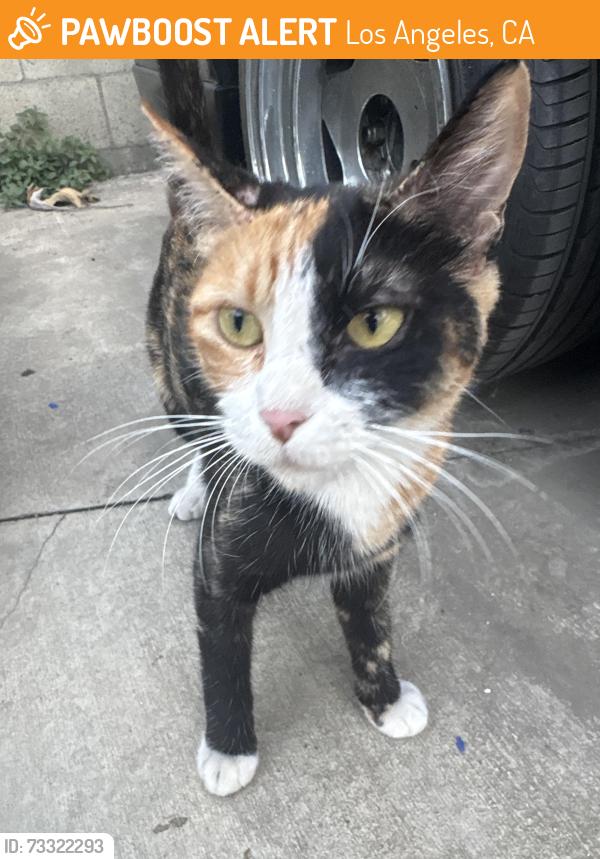 Found/Stray Female Cat last seen solano avenue, Los Angeles, CA 90012