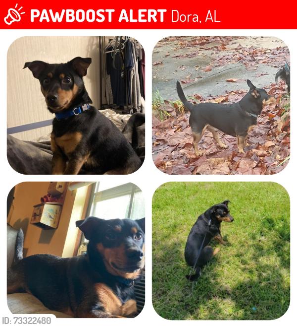 Lost Male Dog last seen Wolfe St and Railroad tracks, Dora, AL 35062