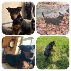 Lost Male Dog last seen Wolfe St and Railroad tracks, Dora, AL 35062