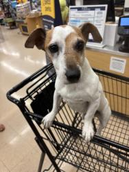 Found/Stray Male Dog last seen Towne and holt, Pomona, CA 91766