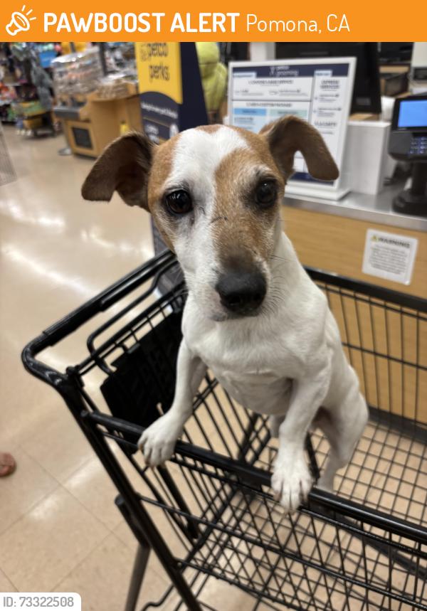 Found/Stray Male Dog last seen Towne and holt, Pomona, CA 91766