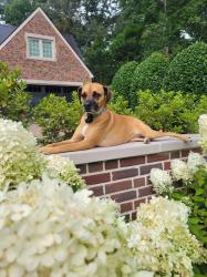 Reunited Female Dog last seen Clifton and South Ponce near the Frazier Center, Atlanta, GA 30307