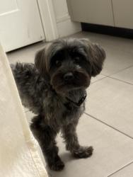 Lost Male Dog last seen St Emanuel Dennis St, Houston, TX 77004