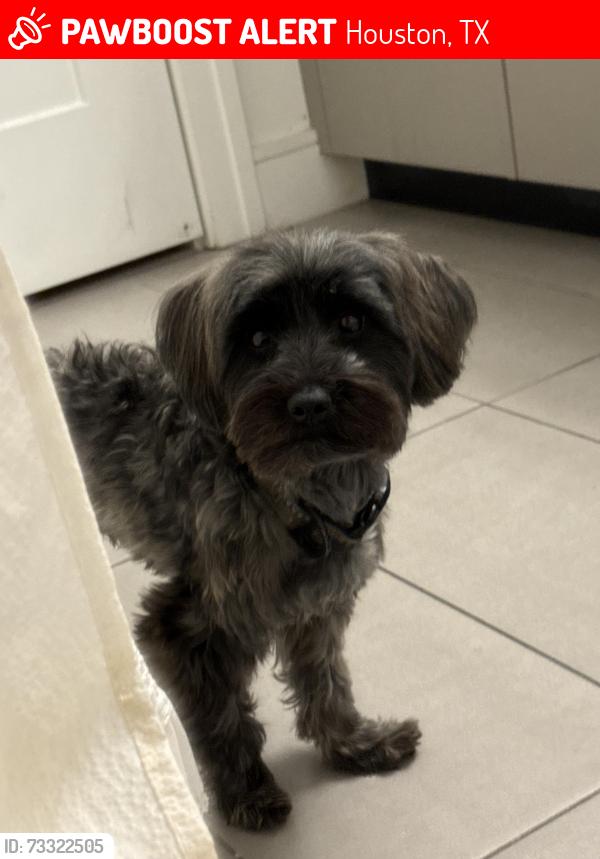 Lost Male Dog last seen St Emanuel Dennis St, Houston, TX 77004