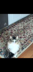 Lost Female Cat last seen Woodridge, Elkins, WV 26241