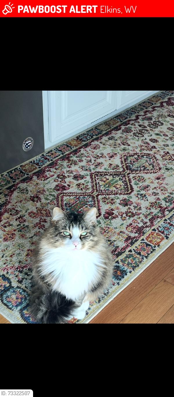 Lost Female Cat last seen Woodridge, Elkins, WV 26241