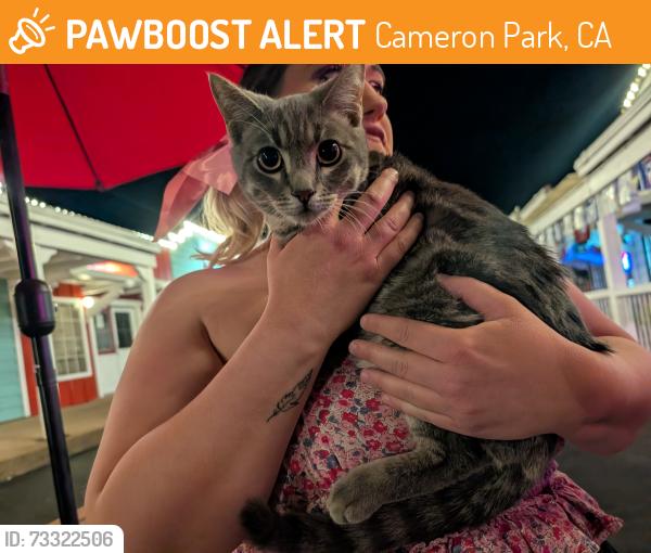 Found/Stray Unknown Cat last seen Slingshots Bar, Cameron Park, CA 95682