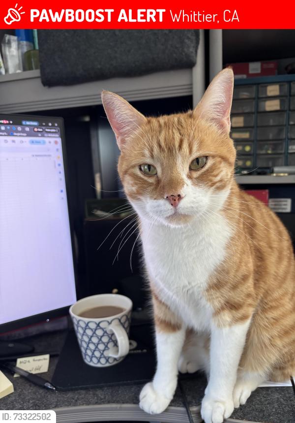 Lost Male Cat last seen Larrylyn and Russell, Whittier, CA 90603