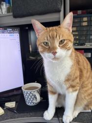 Lost Male Cat last seen Larrylyn and Russell, Whittier, CA 90603