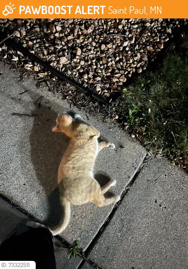 Found/Stray Unknown Cat last seen McKnight and upper afton, Saint Paul, MN 55119