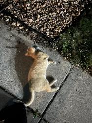 Found/Stray Unknown Cat last seen McKnight and upper afton, Saint Paul, MN 55119