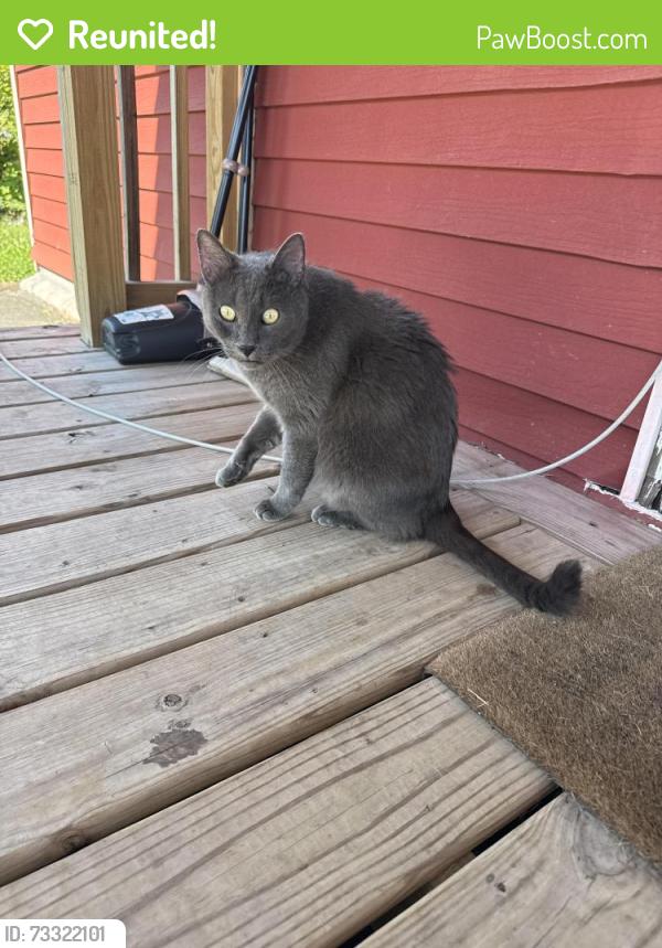 Reunited Female Cat last seen Whitaker St and Mifflin St, Homestead, PA 15120