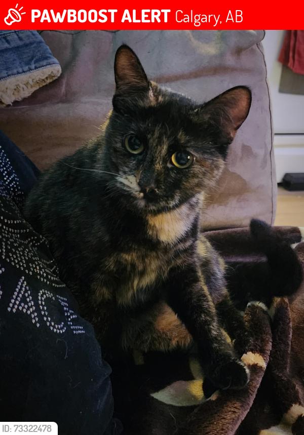 Lost Female Cat last seen Falton way ne, Calgary, AB 