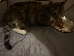 Reunited Female Cat last seen Parkland and Uptown Ave, Broomfield, CO 80021