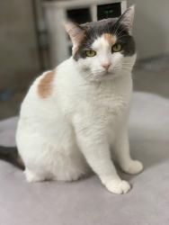 Lost Female Cat last seen Fortland dr and riverside dr, Nashville, TN 37206