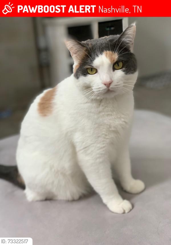 Lost Female Cat last seen Fortland dr and riverside dr, Nashville, TN 37206