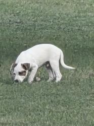 Reunited Male Dog last seen Linda's Lane, Hoke County, NC 28376