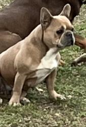 Reunited Female Dog last seen Near Richardson dr watauga tx 76148, Watauga, TX 76148