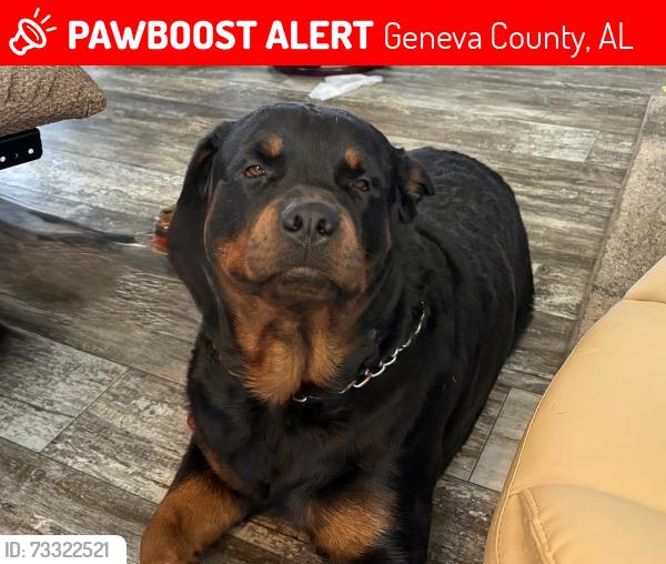 Lost Male Dog last seen Stevenson Rd, Geneva County, AL 36318