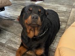 Lost Male Dog last seen Stevenson Rd, Geneva County, AL 36318