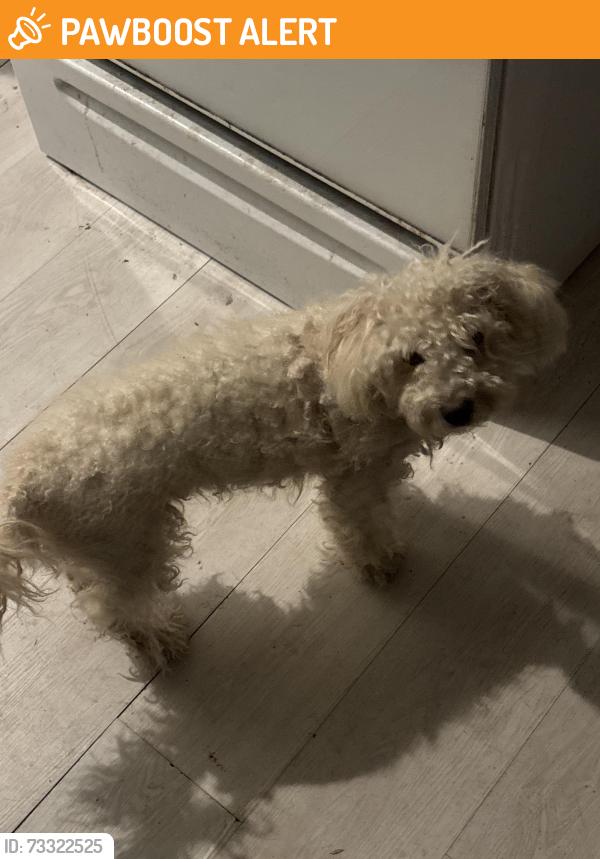 Found/Stray Male Dog last seen Blue heron, West Palm Beach, FL 33401