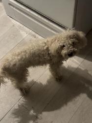 Found/Stray Male Dog last seen Blue heron, West Palm Beach, FL 33401