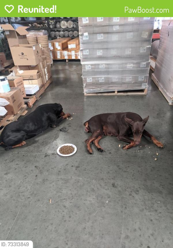 Reunited Female Dog last seen Belmont and Grove, Ontario, CA 91761
