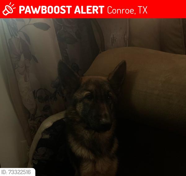 Lost Male Dog last seen S loop 336 E and 1314, Conroe, TX 77301