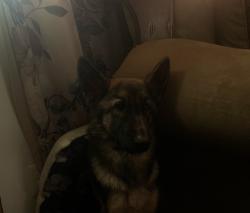 Lost Male Dog last seen S loop 336 E and 1314, Conroe, TX 77301