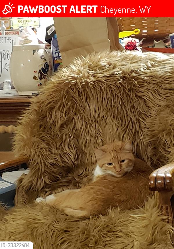 Lost Female Cat last seen Horse Soldier Rd - Saddle Ridge, Cheyenne, WY 82003