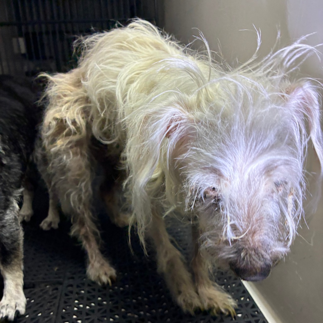 Shelter Stray Male Dog last seen , 361 S Raymond Ave, Pasadena, CA 91105, USA